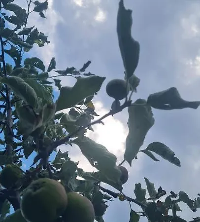 Haus Carinthia Woerthersee Kaernten Konukevi