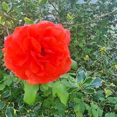 Haus Carinthia Woerthersee Kaernten 3*