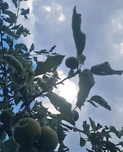 Haus Carinthia Woerthersee Kaernten Pensjonat