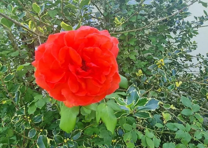 Haus Carinthia Woerthersee Kaernten 3*